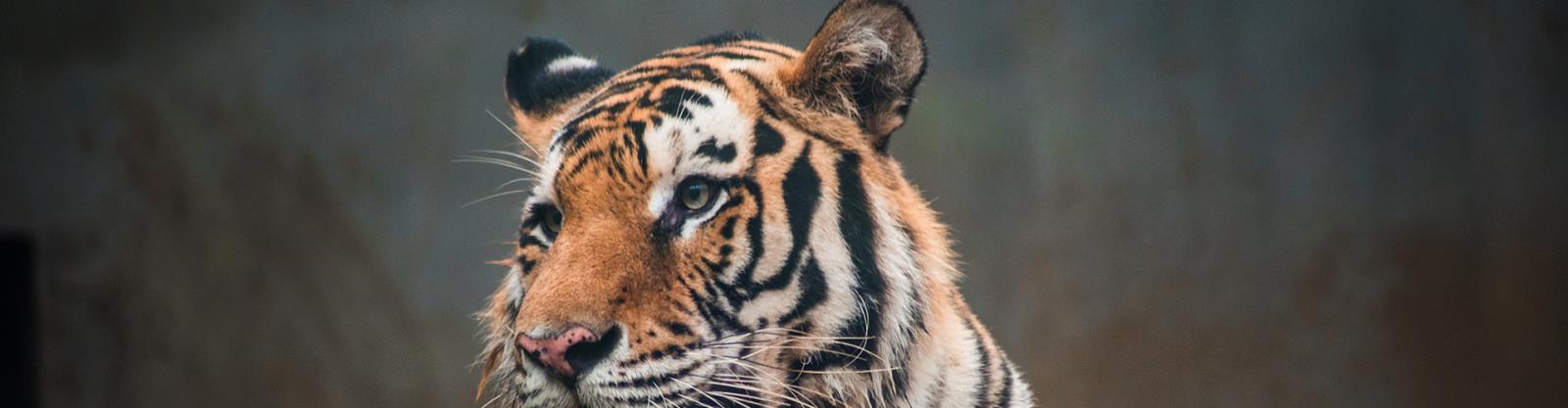 動(dòng)物園5.jpg 動(dòng)物園5.jpg