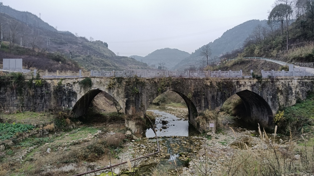 蜜李5.jpg 蜜李5.jpg